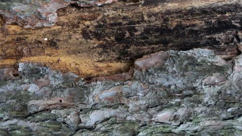 TREE WOOD TEXTURE Foto stock