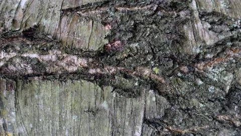 TREE WOOD TEXTURE 스톡 사진