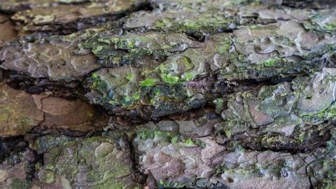TREE WOOD TEXTURE 스톡 사진