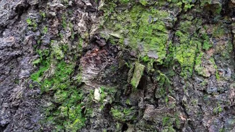 TREE WOOD TEXTURE Stock Photos