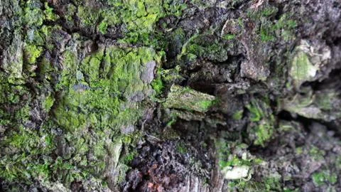 TREE WOOD TEXTURE Foto stock
