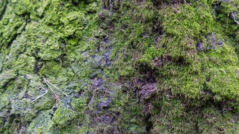 TREE WOOD TEXTURE Stock Photos