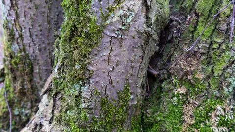 TREE WOOD TEXTURE 스톡 사진