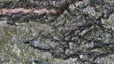 TREE WOOD TEXTURE Stock Photos