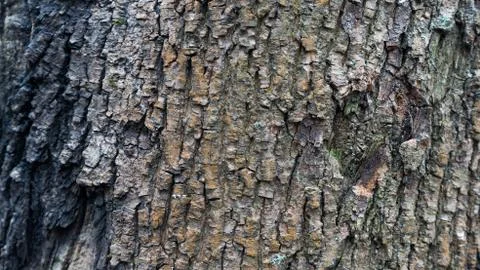 TREE WOOD TEXTURE Stock Photos