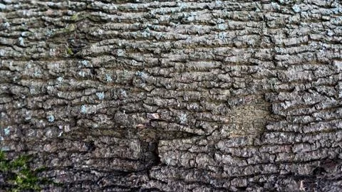 TREE WOOD TEXTURE Foto stock