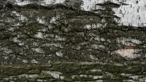 TREE WOOD TEXTURE Stock Photos