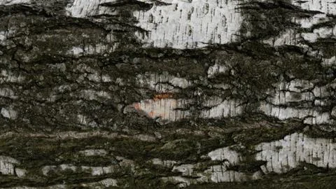 TREE WOOD TEXTURE Stock Photos