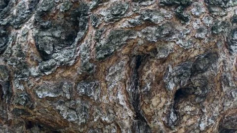 TREE WOOD TEXTURE 스톡 사진