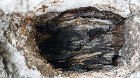 TREE WOOD TEXTURE 스톡 사진