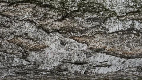 TREE WOOD TEXTURE Stock Photos