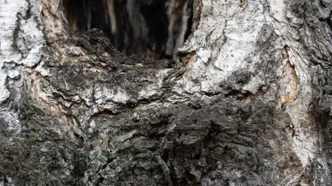 TREE WOOD TEXTURE 스톡 사진