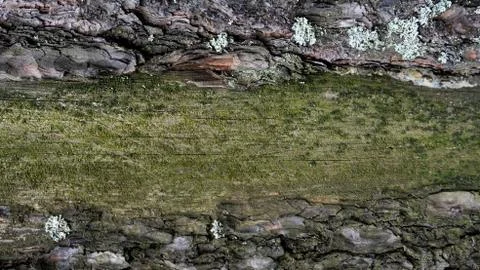 TREE WOOD TEXTURE 스톡 사진