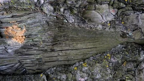 TREE WOOD TEXTURE Stock Photos
