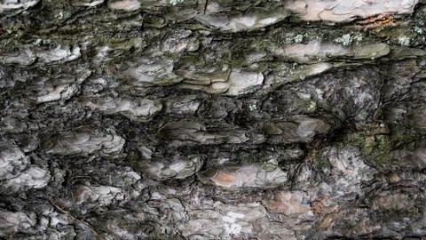TREE WOOD TEXTURE Foto stock