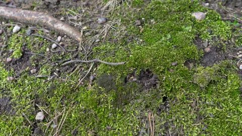 TREE WOOD TEXTURE 스톡 사진
