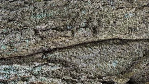 TREE WOOD TEXTURE 스톡 사진