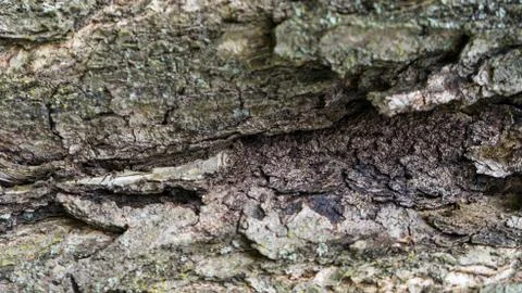 TREE WOOD TEXTURE 스톡 사진