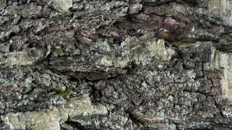 TREE WOOD TEXTURE Foto stock
