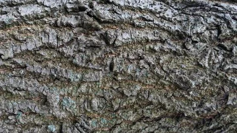 TREE WOOD TEXTURE Foto stock