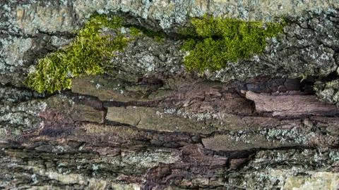 TREE WOOD TEXTURE Stock Photos