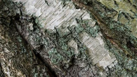 TREE WOOD TEXTURE Stock Photos