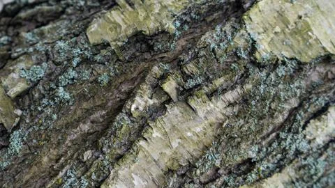 TREE WOOD TEXTURE Stock Photos