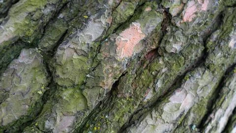 TREE WOOD TEXTURE 스톡 사진