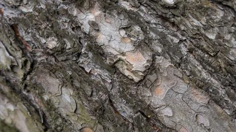 TREE WOOD TEXTURE Stock Photos