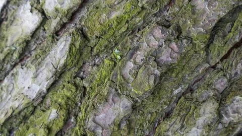 TREE WOOD TEXTURE 스톡 사진