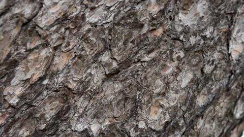 TREE WOOD TEXTURE 스톡 사진
