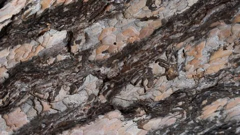 TREE WOOD TEXTURE Stock Photos