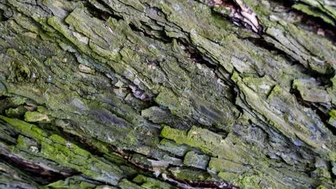 TREE WOOD TEXTURE 스톡 사진