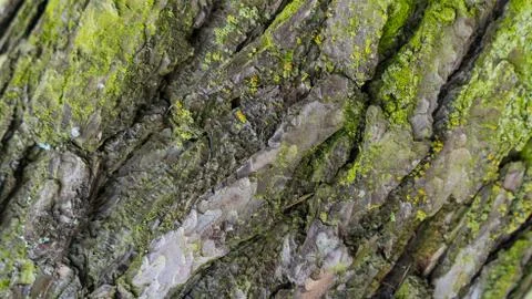 TREE WOOD TEXTURE Stock Photos