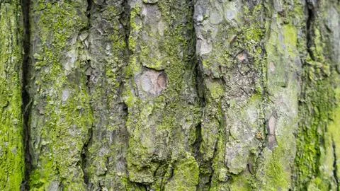 TREE WOOD TEXTURE Stock Photos