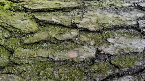 TREE WOOD TEXTURE Stock Photos