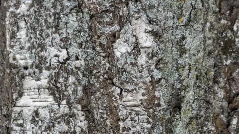 TREE WOOD TEXTURE Stock Photos
