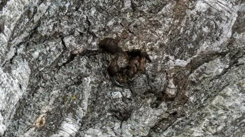 TREE WOOD TEXTURE Stock Photos