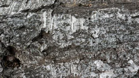 TREE WOOD TEXTURE 스톡 사진