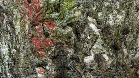 TREE WOOD TEXTURE Stock Photos