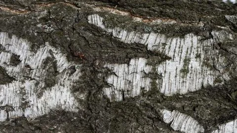 TREE WOOD TEXTURE Stock Photos