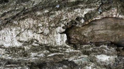 TREE WOOD TEXTURE Stock Photos