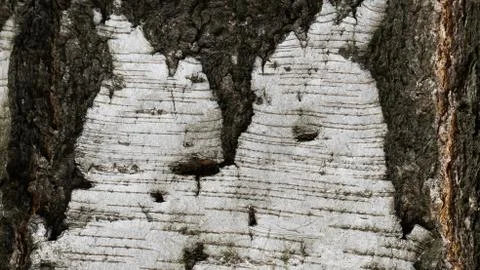 TREE WOOD TEXTURE Foto stock
