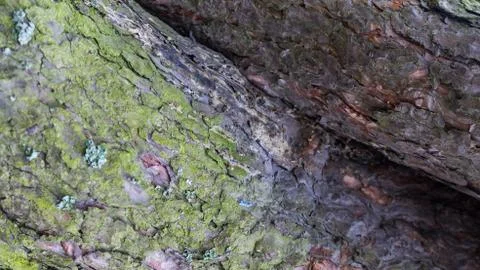 TREE WOOD TEXTURE 스톡 사진
