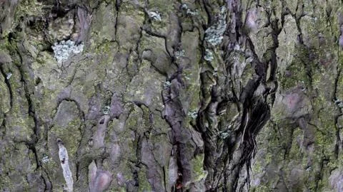 TREE WOOD TEXTURE Stock Photos