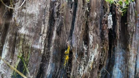 TREE WOOD TEXTURE 스톡 사진