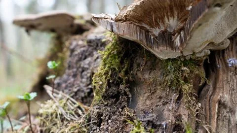 TREE WOOD TEXTURE 스톡 사진