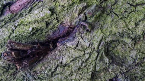 TREE WOOD TEXTURE 스톡 사진