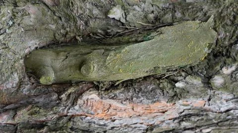 TREE WOOD TEXTURE Foto stock