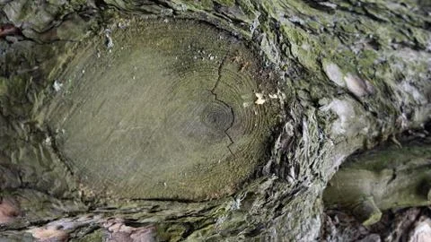 TREE WOOD TEXTURE 스톡 사진